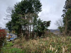 広島県安芸郡熊野町の巨大な杉の木の伐採施工前