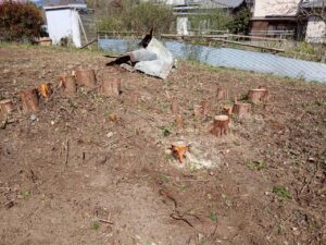 広島県安芸郡熊野町の巨大な杉の木の伐採施工後