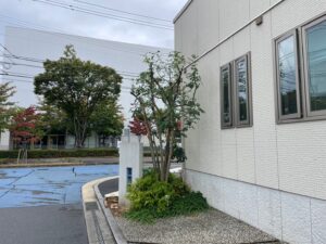 佐伯区 シマトネリコ剪定後