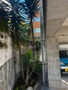 広島市西区 ユッカラン 伐採