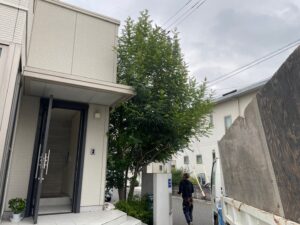 佐伯区 シマトネリコ剪定前